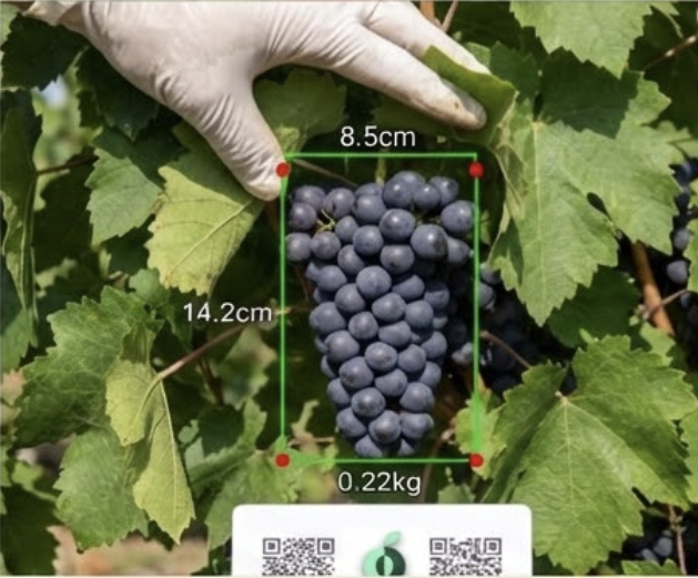 Visual inventory measurement